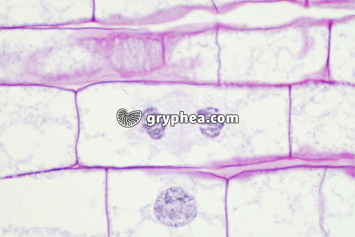 Mitose dans une racine de Blé (télophase) x200 - gryphea.com